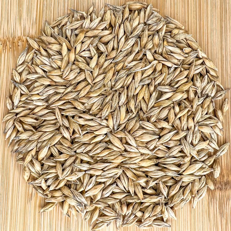 Barley (P-919)