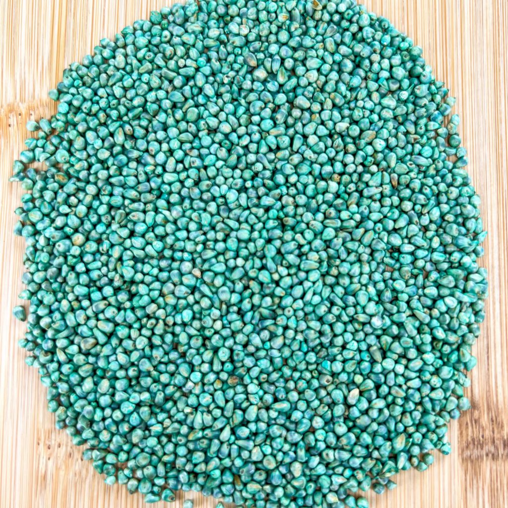 Hybrid pearl millet treated canadian valley seeds