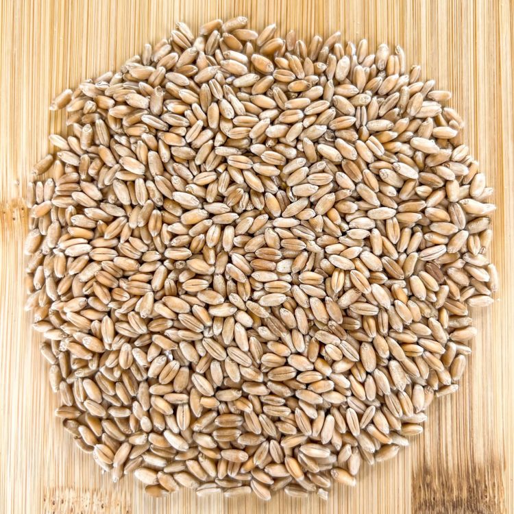 Scout 66 Hard Red Winter Wheat
