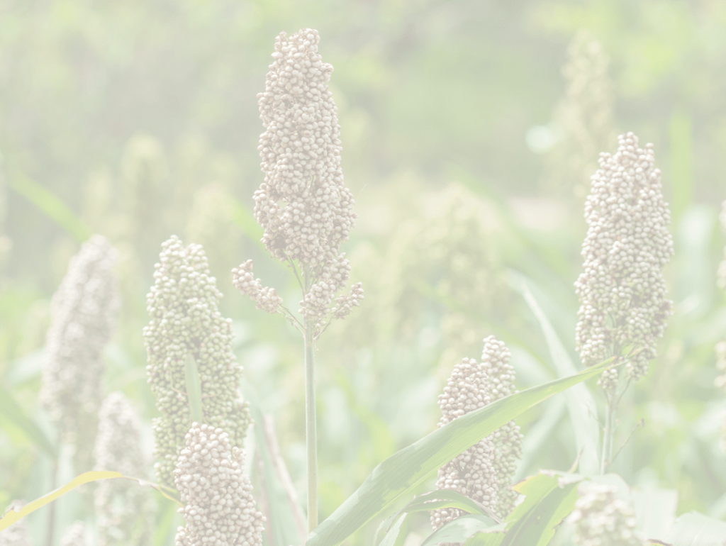 Japanese Millet Canadian Valley Seeds