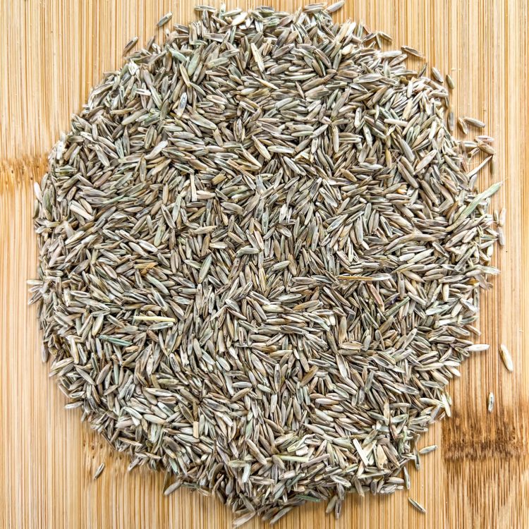 Gulf Annual Ryegrass