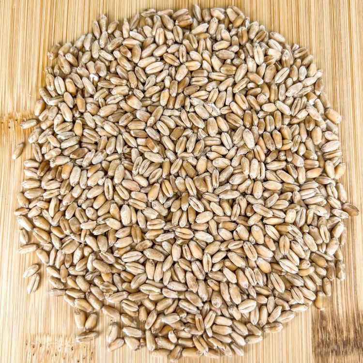 OK Corral Hard Red Winter Wheat (Beardless)